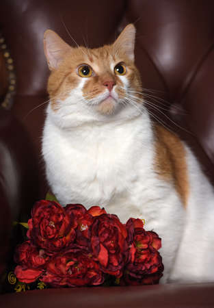 beautiful redhead with a white cat and flowers in a studio on a leather chairの写真素材