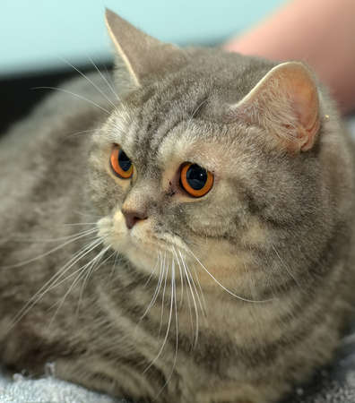 gray with stripes british cat with orange eyesの写真素材