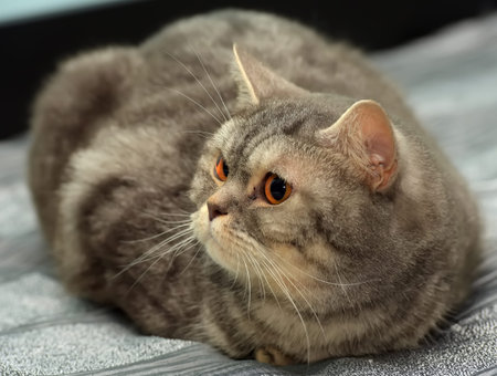 gray with stripes british cat with orange eyesの写真素材