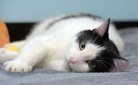 black and white contented cat lies on its sideの写真素材