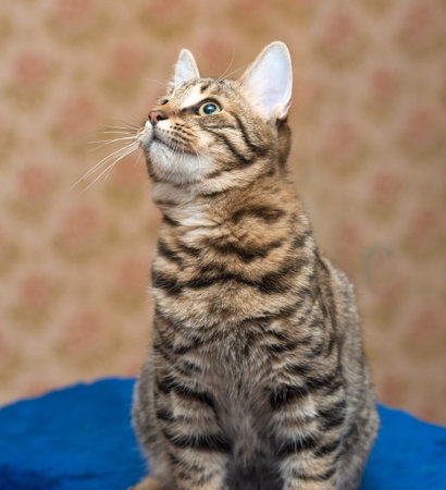 beautiful young striped brown cat
