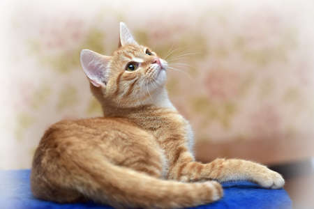 young beautiful red cat lies on blueの写真素材