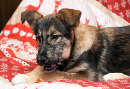 cute mongrel puppy lies on a red bedspread
