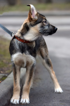 cute mongrel puppy on a leash for a walk on the street