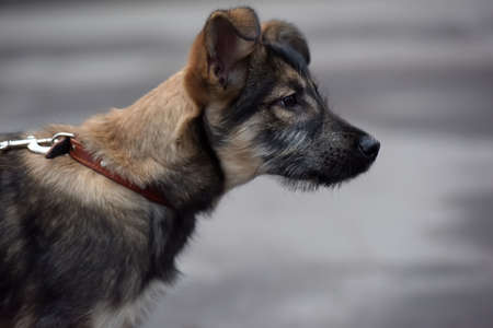cute mongrel puppy on a leash for a walk on the streetの写真素材