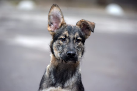 cute mongrel puppy on a leash for a walk on the street