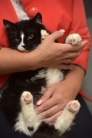 fluffy black and white cat in her arms