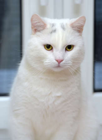 white beautiful cat on a windowsillの写真素材