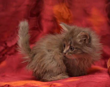 cute fluffy little gray kitten on a red backgroundの写真素材