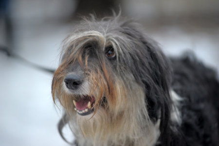 long-haired dog mestizo terrier in winter