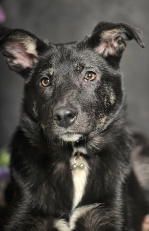 black mestizo dog on a dark background with flowers