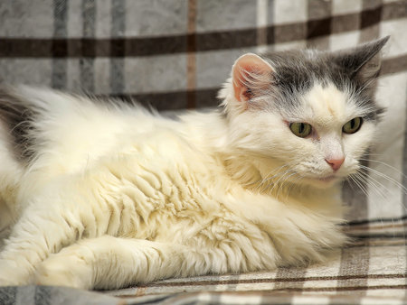 white and gray fluffy cat