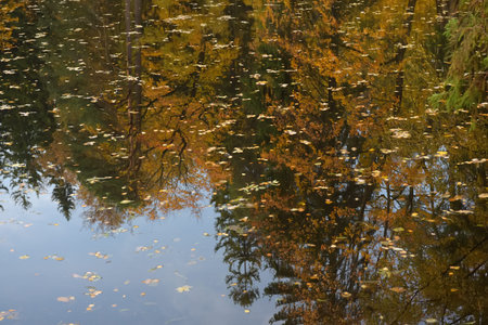 pond in autumn with leaves floating in it in autumn, reflection