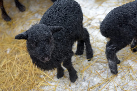 little sheep in the winter in the corral, snow