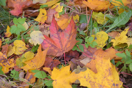 red autumn leaves on the bush