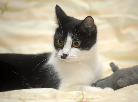 lovable playful black and white cat