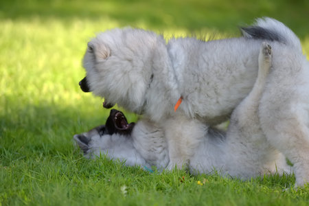 two wolf spitz puppies are playing