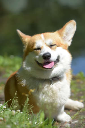 red corgi near the lake in summerの写真素材