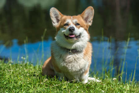 red corgi near the lake in summerの写真素材
