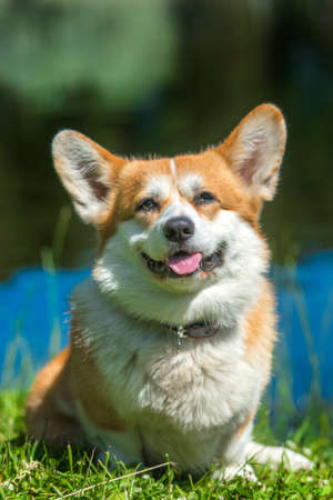 red corgi near the lake in summerの写真素材