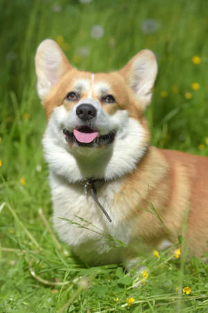 red corgi among green grass in summerの写真素材