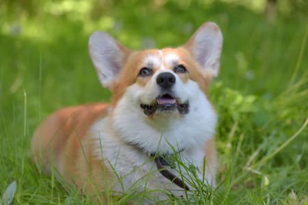 red corgi among green grass in summerの写真素材