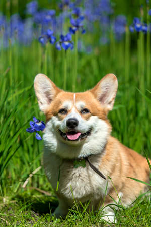 red corgi among blooming blue irisesの写真素材
