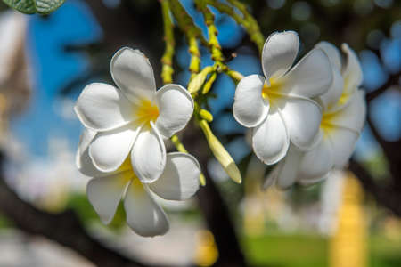 frangipani flowers Close up beautiful Plumeria. Amazing of Thai frangipani flowers on green leaf background.の写真素材