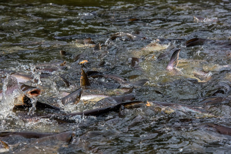 Pangasius fishes came to eat food that the people in the river