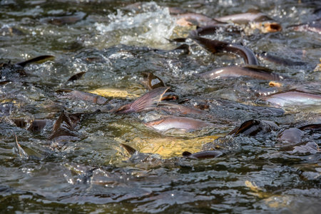 Pangasius fishes came to eat food that the people in the river