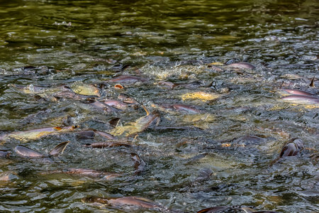 Pangasius fishes came to eat food that the people in the river