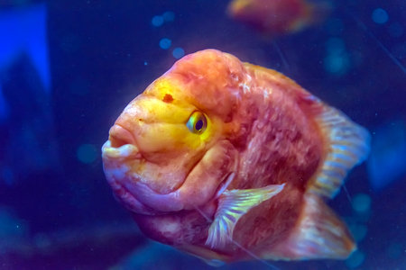 Red Parrot fish swimming in aquaria.