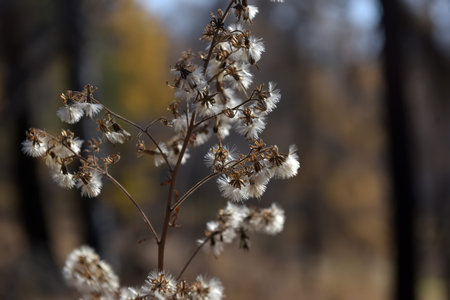 fluff on a branch of a plant in autumnの写真素材