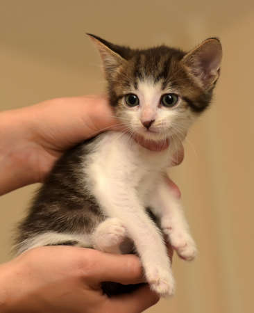 little white with gray kitten in handsの写真素材