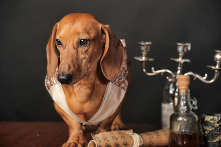 brown dachshund next to the candlestick in the studioの写真素材