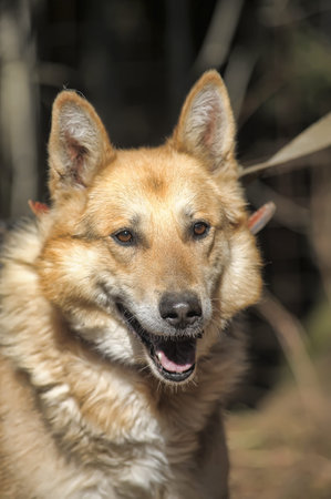 German shepherd on a leash in the background of the forest