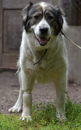 old caucasian shepherd white with brown