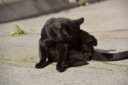 black stray cat on the pavement on the street