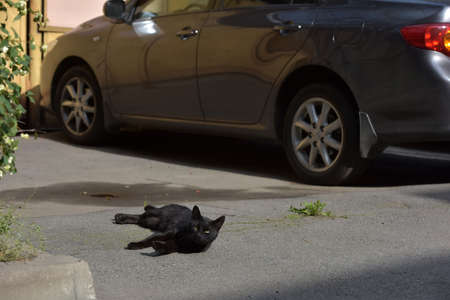 black stray cat on the pavement on the streetの写真素材