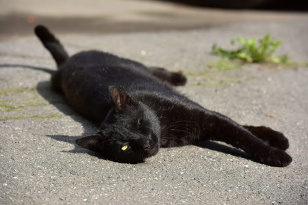 black stray cat on the pavement on the street