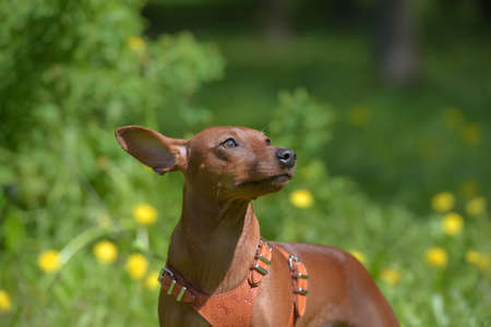 Miniature pinscher with uncut ears in the park in summerの写真素材