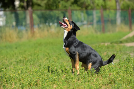 entlebucher mountain dog running in the summer in the park