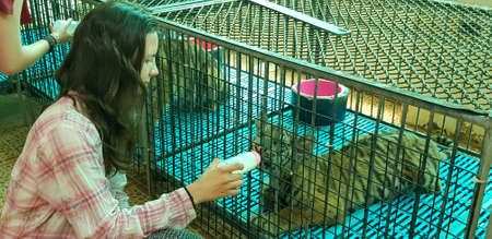 Thailand, Pattaya 23,08,2018 Zoo visitors feed the tiger cubs with milkのeditorial素材