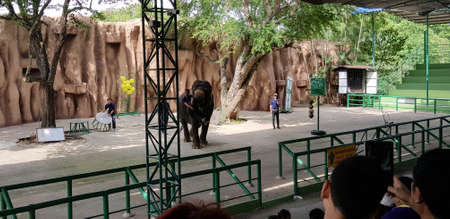 Thailand, Pattaya 23,08,2018 Circus performance with elephants in the zooのeditorial素材