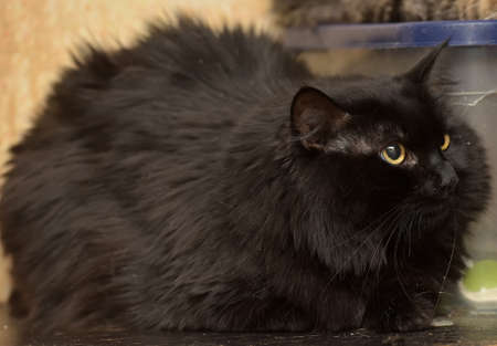 beautiful black fluffy cat with yellow eyesの写真素材