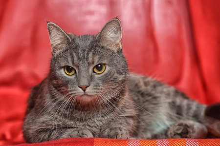 beautiful gray sleek cat on a bright backgroundの写真素材