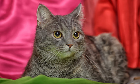 beautiful gray sleek cat on a bright backgroundの写真素材