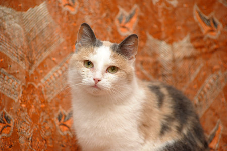 white with red and gray shorthair cat close-up