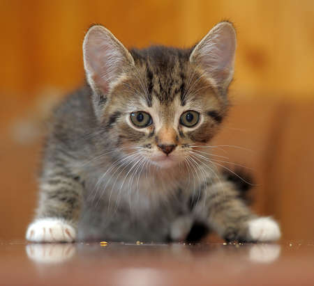 cute little striped with white kittenの写真素材