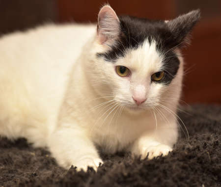 white with black spots on the face of a cat close-upの写真素材